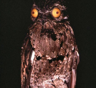 Illustration for article titled This Freaky Bird Looks Like a Cartoon Character
